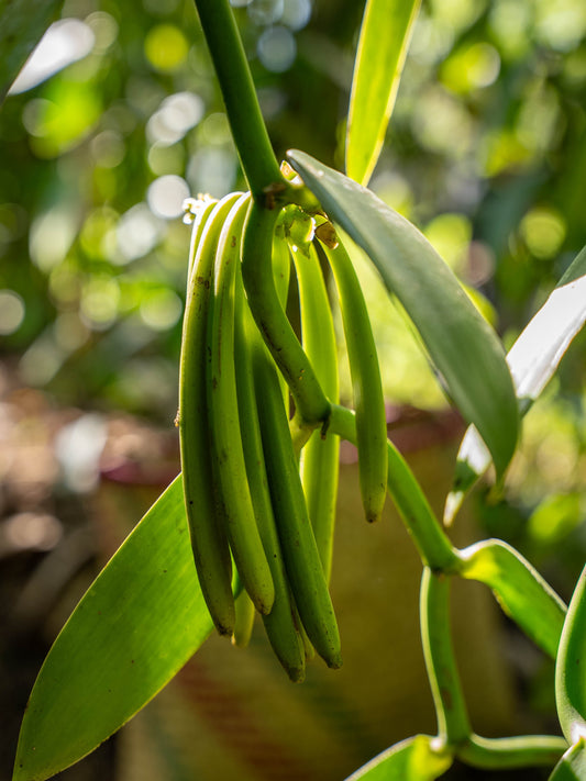 How Vanileco Grows Vanilla Using Living Support Trees and Regenerative Composting
