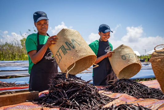 Vanilla Market Update: November 2025 - Madagascar Vanilla Sector Outlook