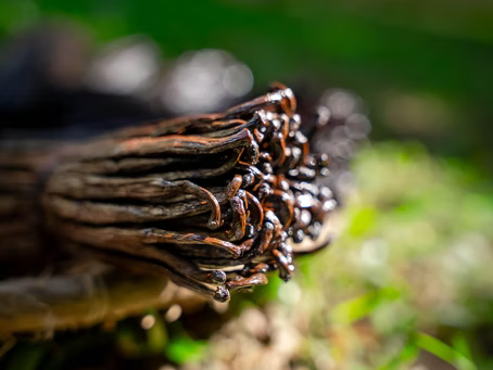 Madagascar Reforms: Why This Matters for Long-Term Vanilla Supply Chains