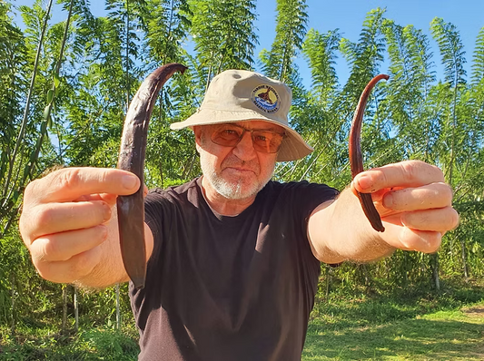 Vanilla Planifolia vs. Vanilla Pompona: Why Size Isn't Everything