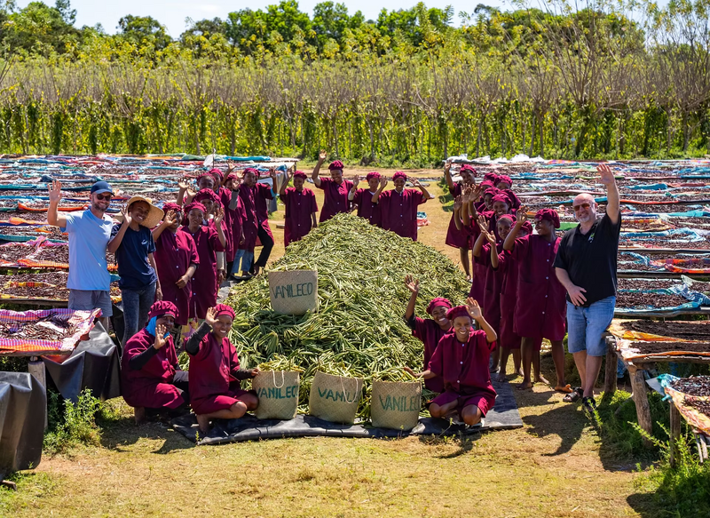 End of Season: Vanileco's Green Vanilla Harvest Wraps Up