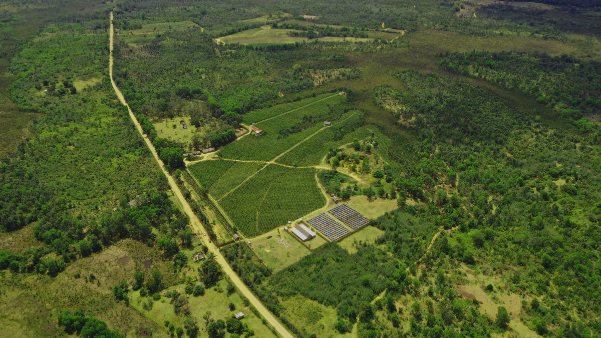 Plantation Cultivation
