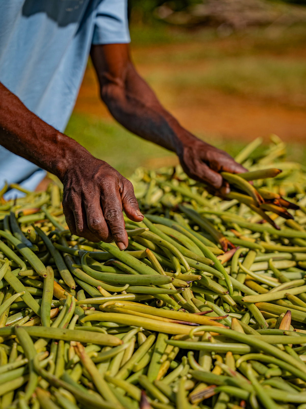 Manual Harvesting