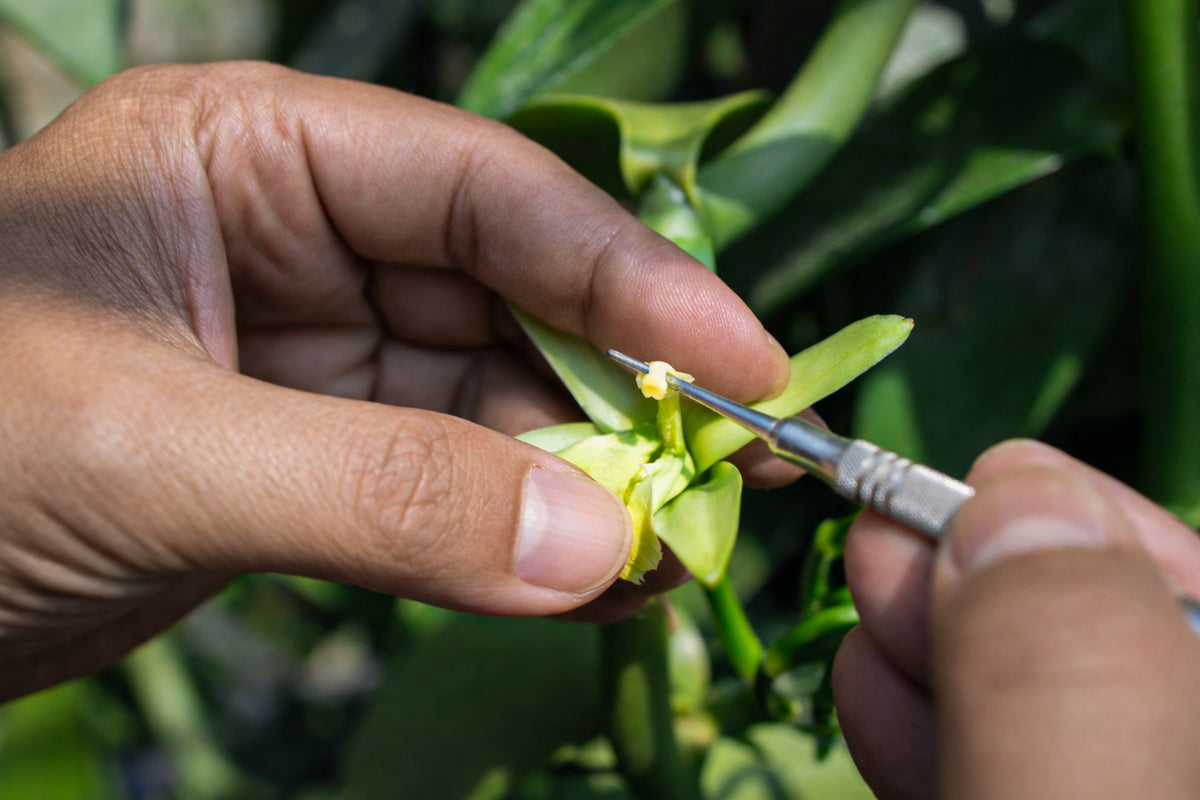 Hand Pollination